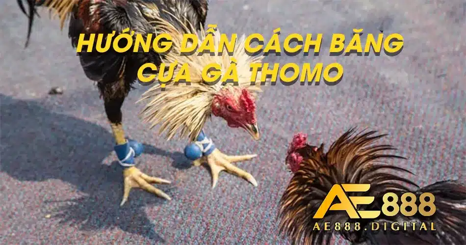Băng cửa cho gà đá THOMO dễ dàng