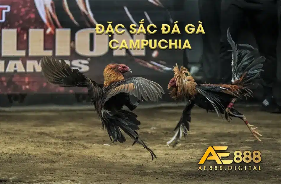 Thị trường đá gà ở Campuchia