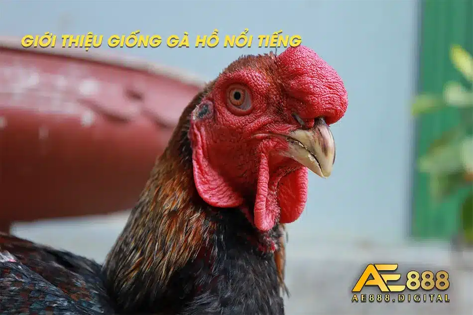 Tất tần tật thông tin về giống Gà Hồ