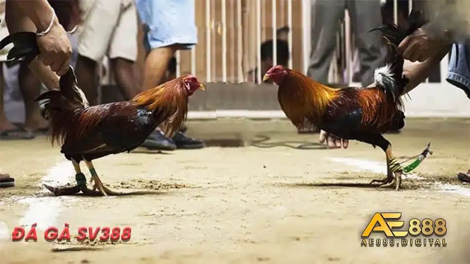 Các thông tin về lịch đá gà SV388