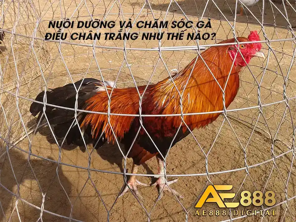 Cách thức chăm sóc và nuôi dưỡng hiệu quả