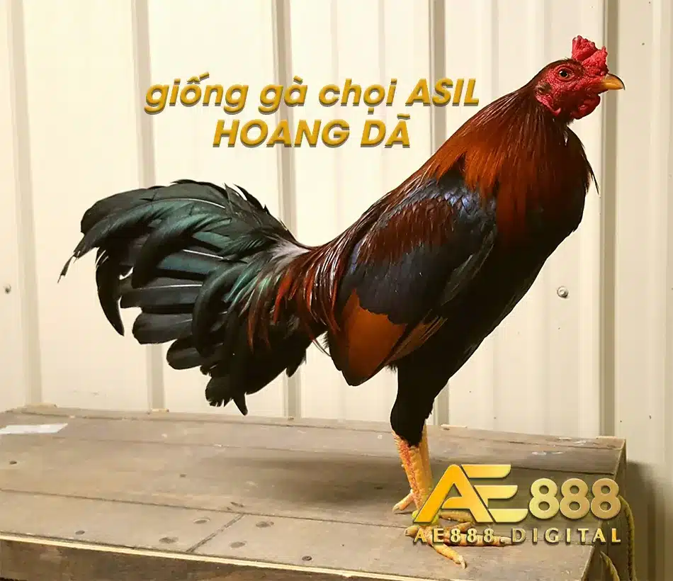 Khám phá giống gà chọi ASIL