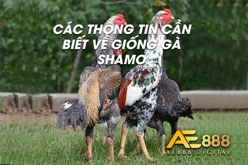 Tìm hiểu về cách nuôi gà Shamo