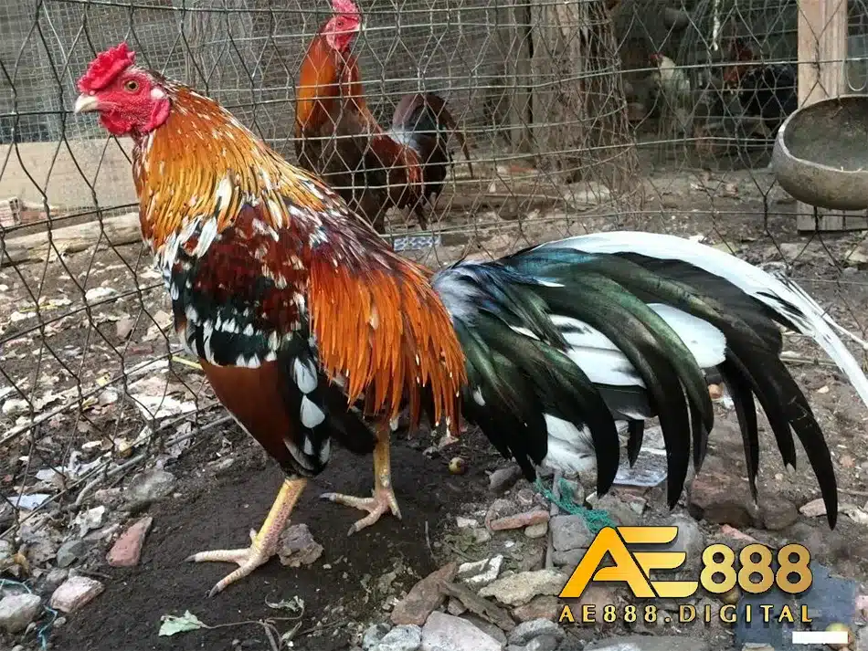 Tìm hiểu loại bệnh phù đầu ở gà
