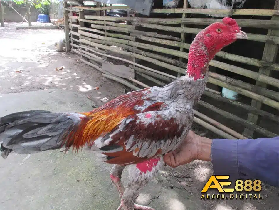 Mẹo chăm sóc gà bị bệnh thối tai