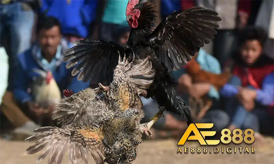 Chăm gà sau những trận đấu