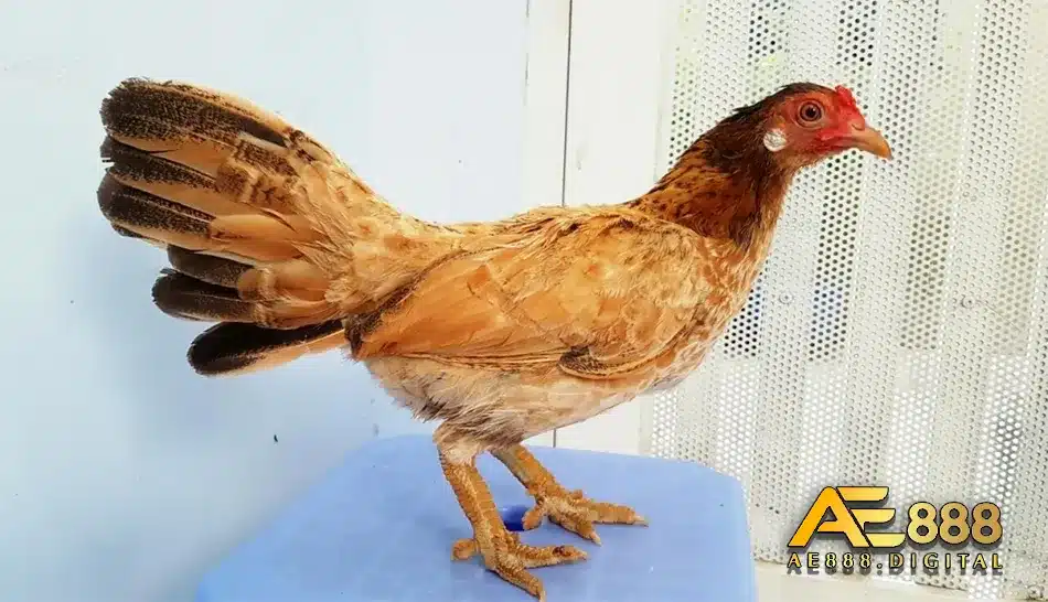Các cách thức chăm vảy cho gà đá