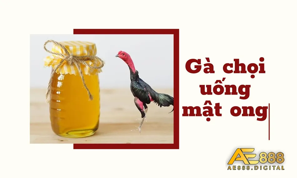 Hướng dẫn cho gà uống mật ông