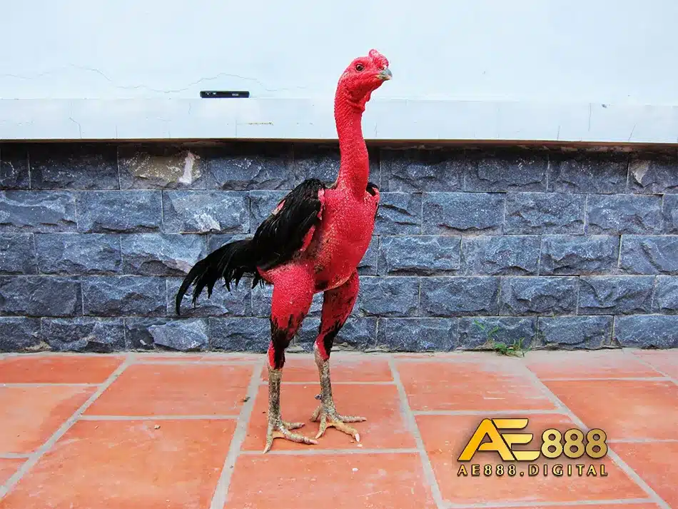 Kiến thức nuôi gà đá bo lớn từ con