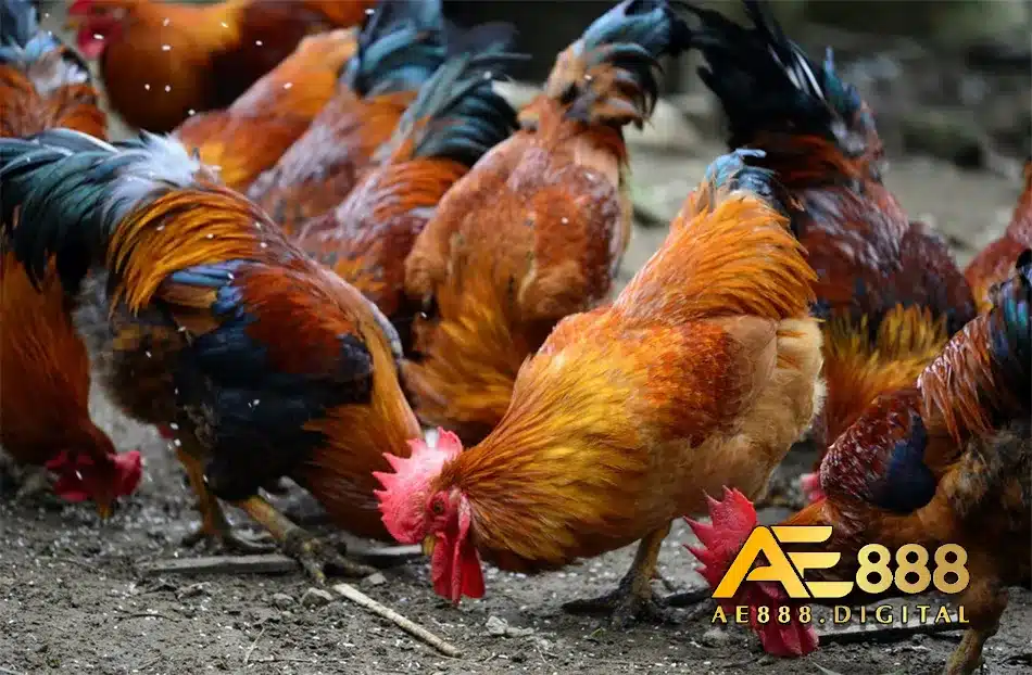 Hướng dẫn nuôi gà Tam Hoàng