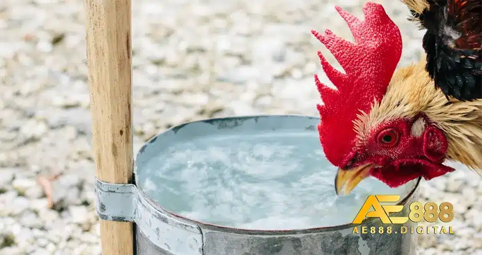Các biện pháp phòng ngừa khi gà uống nhiều nước