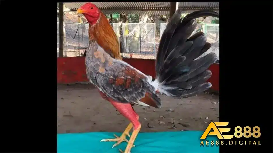 Giá cả của gà chọi Cuban