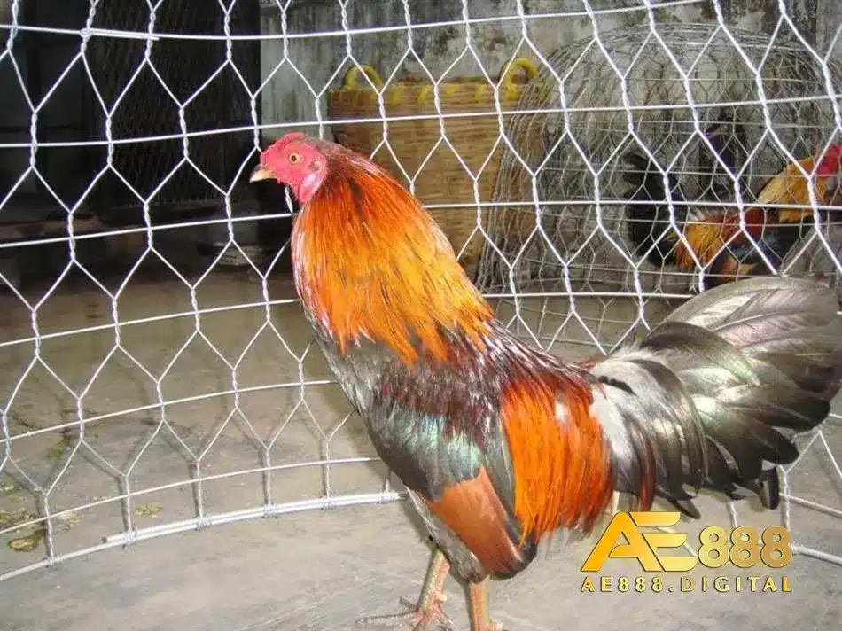 Tác dụng của thuốc lasota 