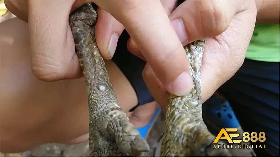 Cựa gà độc đinh phổ biến