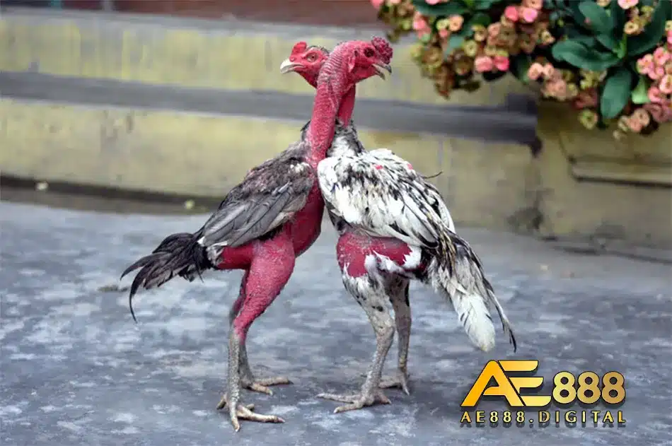 Cách chăm nuôi gà chọi con