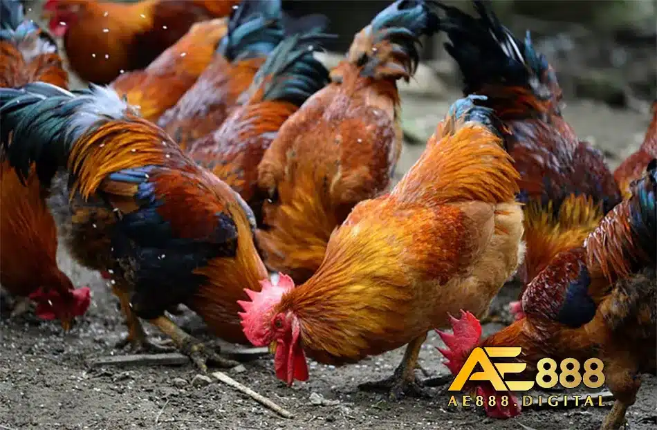 Cách điều trị do gà thiếu chất dinh dưỡng