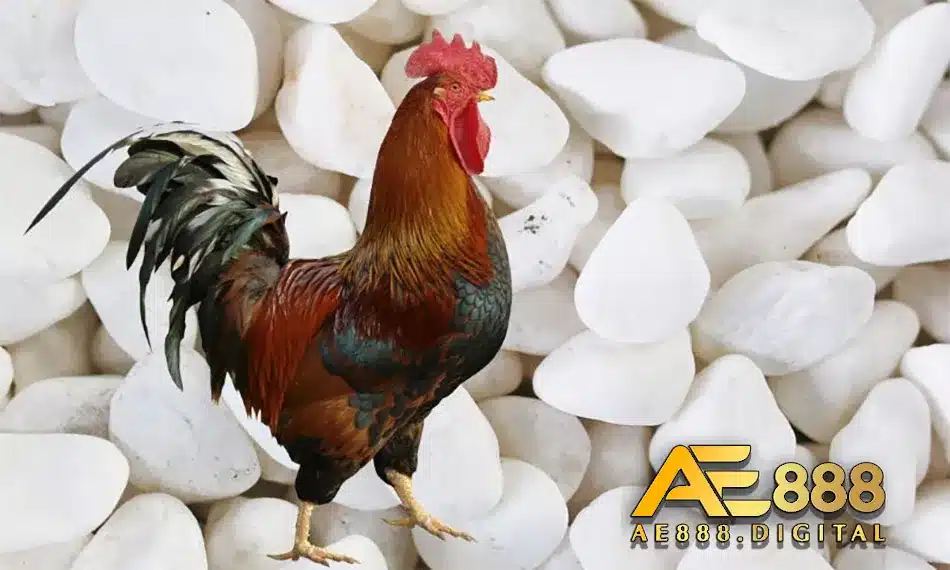 Sẽ có tác hại gì nếu gà ăn sỏi?