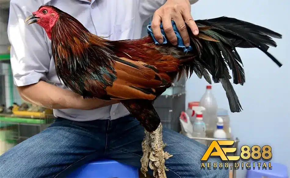 Các loại vảy gà đá mang lại những giá trị cao
