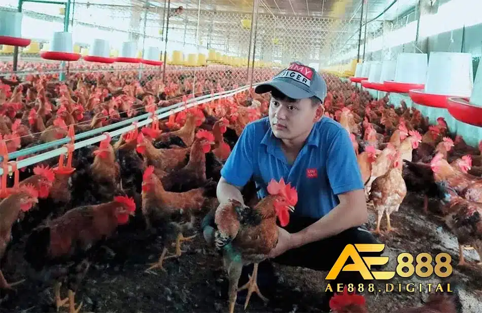 Kham khảo kinh nghiệm của những người đã nuôi gà
