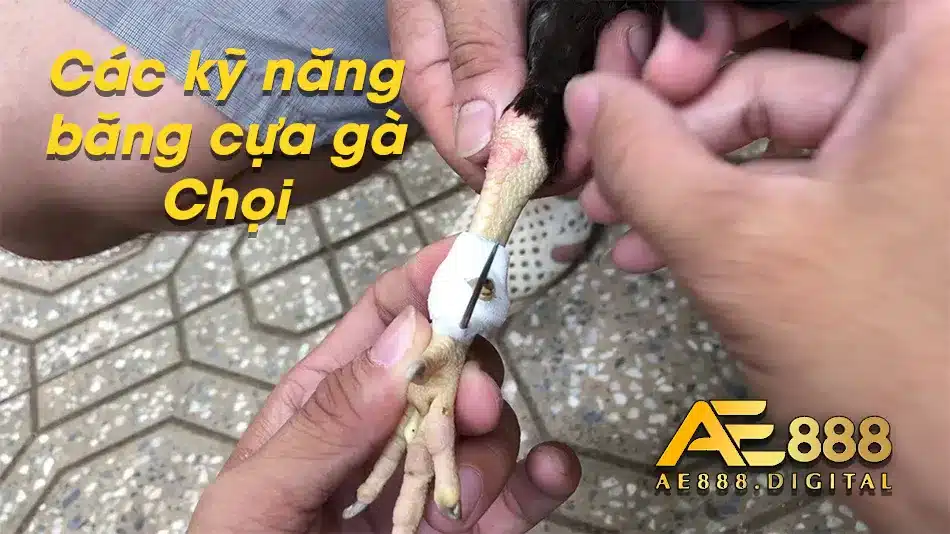 Hướng dẫn cách băng cựa gà Chọi