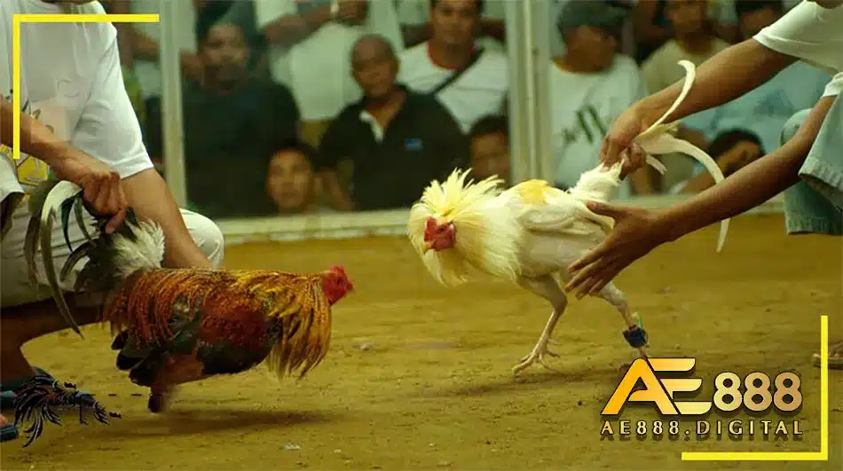 Thông tin về lịch đá gà trực tuyến hôm nay