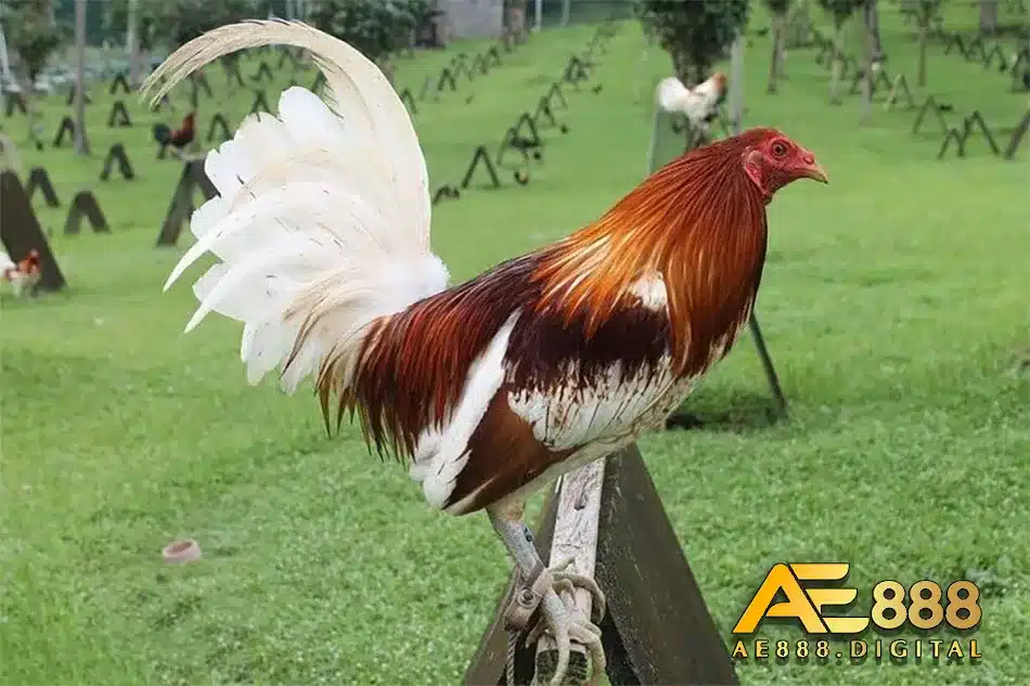 Nguồn gốc ra đời của gà chọi CUBAN