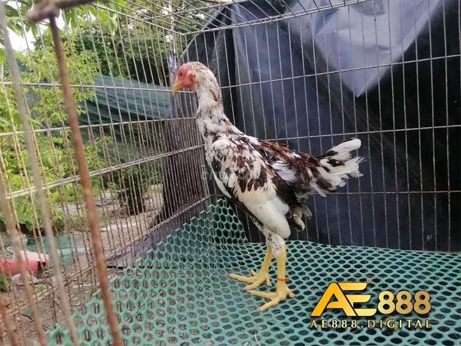 Các nguyên tắc cần biết khi chọn gà SHAMO