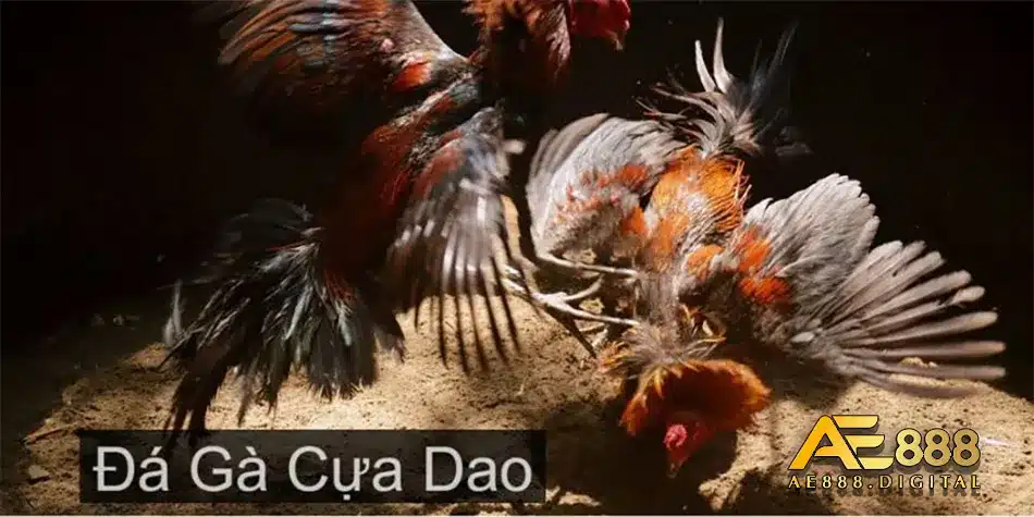 Khám phá nhà cái đá gà cựa dao bậc nhất AE888