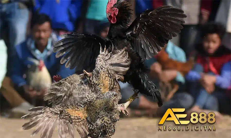 Nhà cái hỗ trợ đá gà uy tính