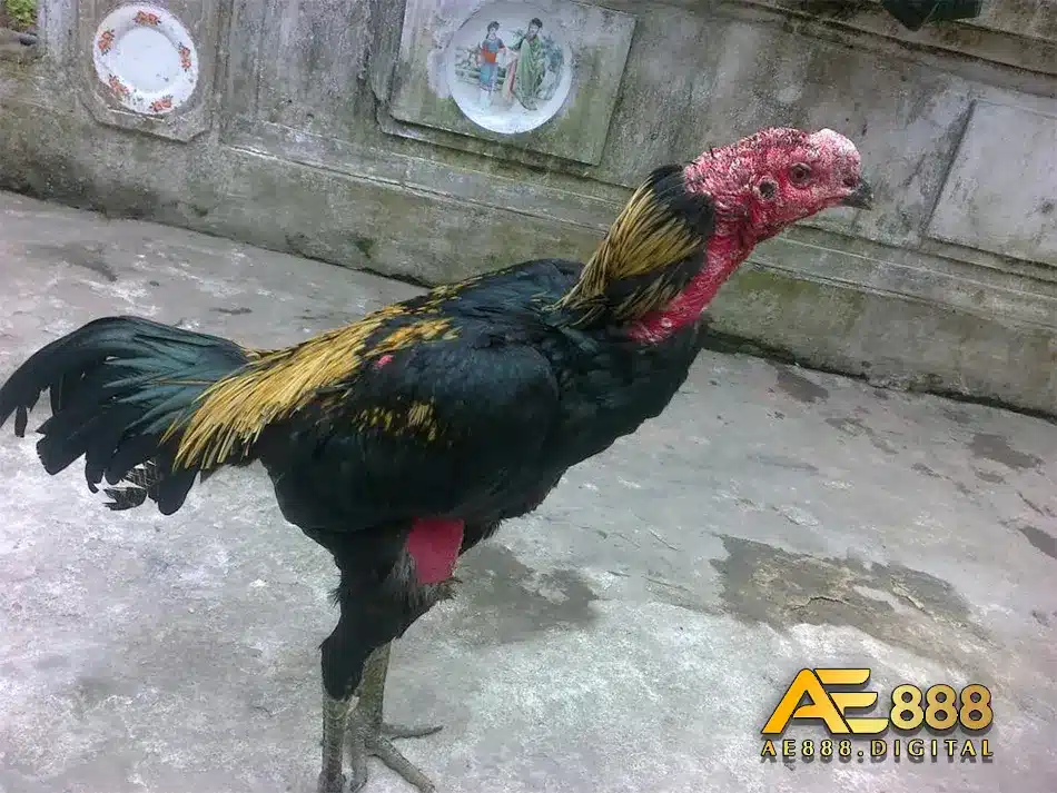 Tìm kỹ thuật nuôi và chăm gà chiến tơ