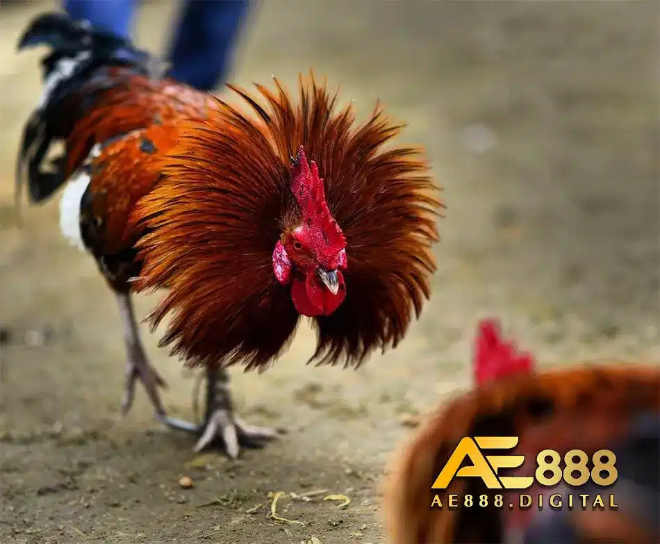 Chọn nhà cái uy tính đảm bảo tính pháp lí về đá gà