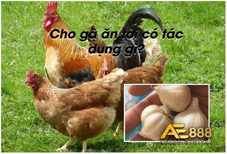 Tác dụng hiệu quả khi cho gà ăn tỏi