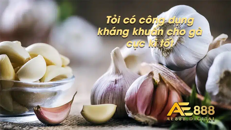 Tác dụng kháng khuẩn cực hiệu quả của tỏi dành cho gà