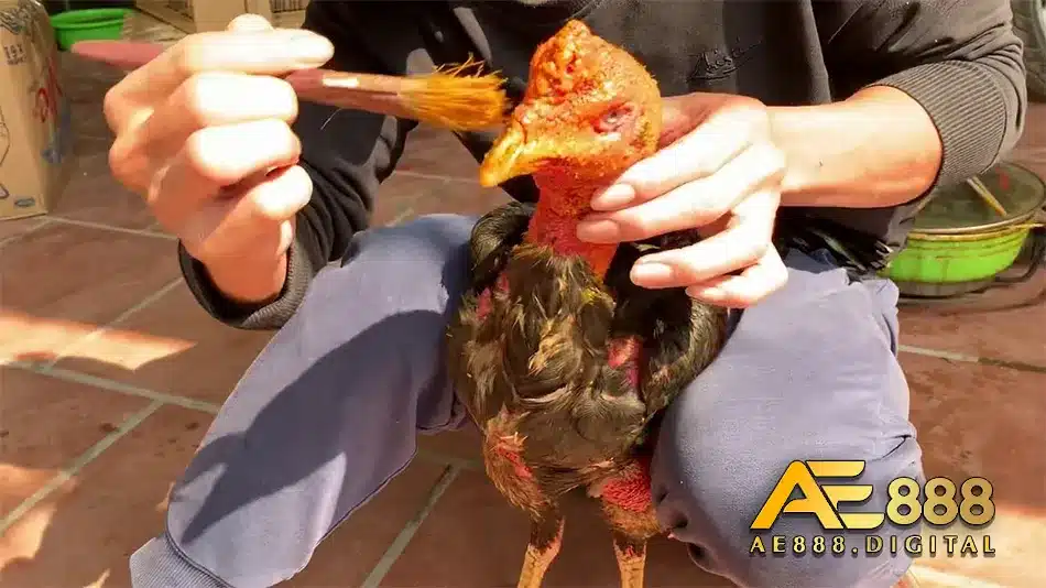 Vào nghệ và tác dụng của nó