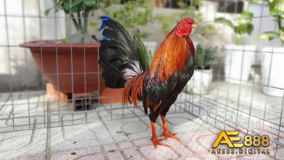 Các cách thức phòng ngừa cho gà