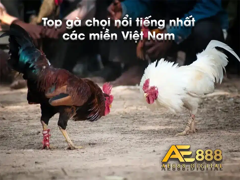 Thống kê các loại gà nổi tiếng nhất trên các miền
