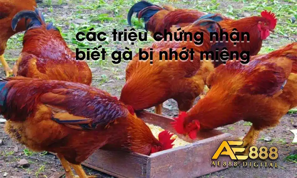 Các triệu chứng nhận biết gà bị nhớt miệng
