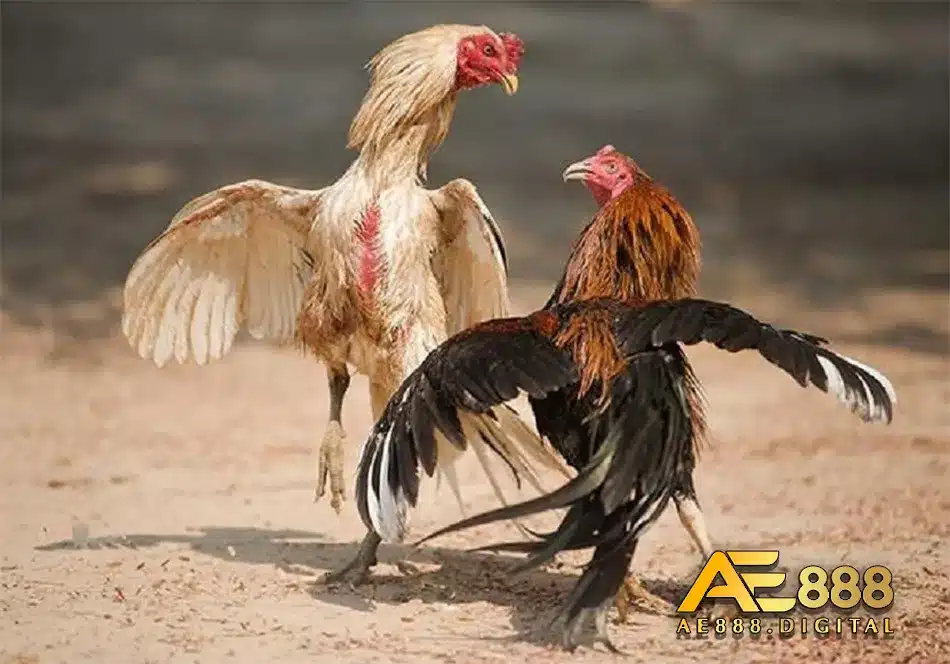 Vai trò của nhà cái đối với bệnh coryza
