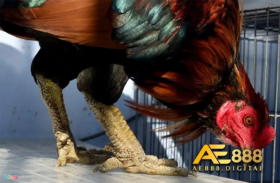 Các loại vảy gà đá độc đáo nhất