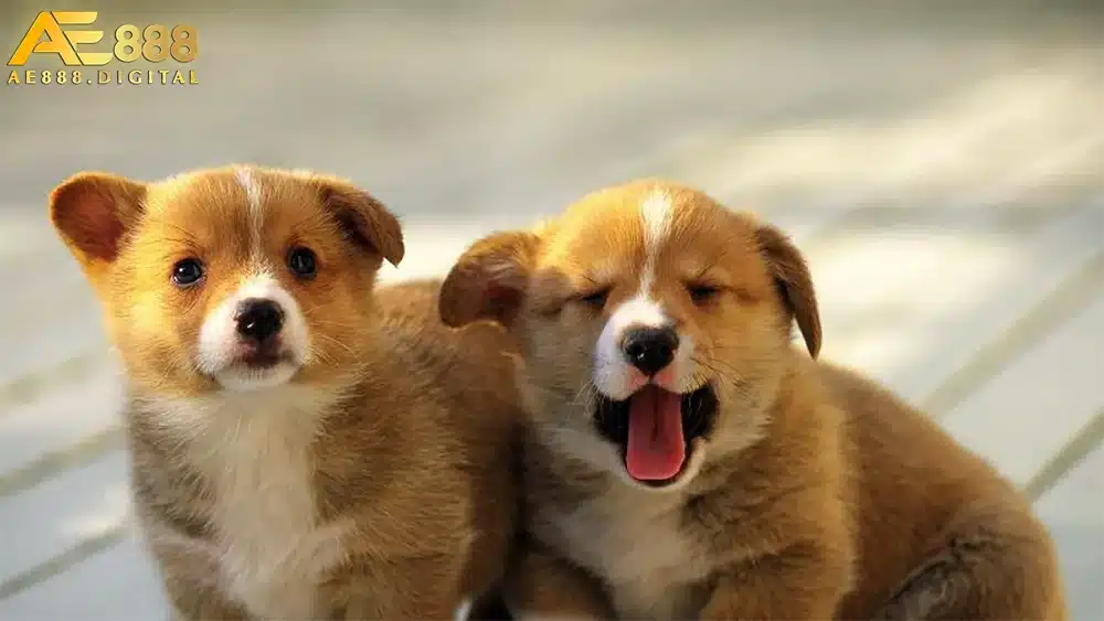 Giấc mơ thấy chó thường mang ý nghĩa tích cực, là điềm báo may mắn.