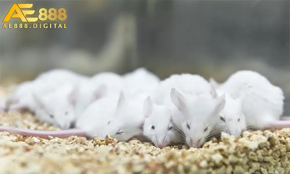Mơ ngủ thấy đàn chuột con đông đúc ám chỉ bạn đang cảm thấy lo lắng, mất kiểm soát cuộc sống. Đặc biệt nếu chúng chạy tán loạn, giấc mơ báo hiệu rắc rối sắp xảy ra.