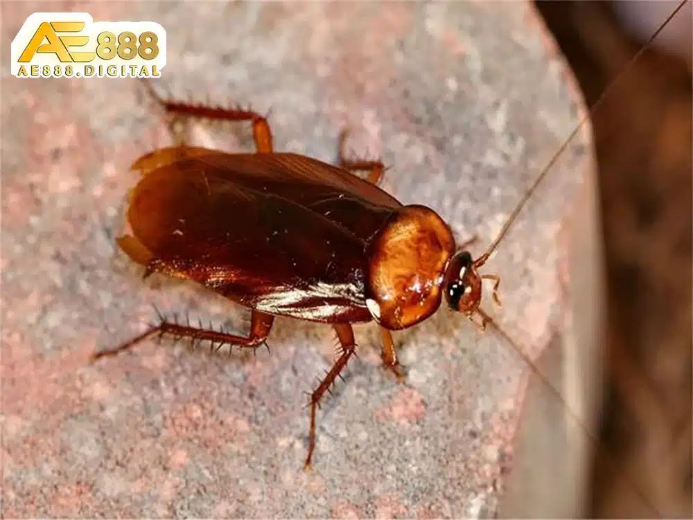 Giấc mơ thể hiện bản lĩnh và ý chí kiên cường của bạn. Dù gặp khó khăn thế nào, bạn cũng có thể vượt qua.