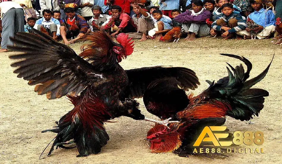 Mẹo và bí kíp thành công trong đá gà