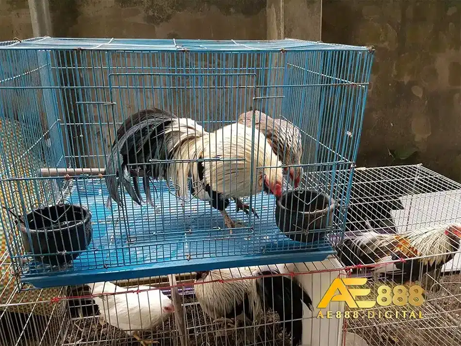 Chăm sóc chuồng trại yêu tố quan trọng để phòng ngừa bệnh cho gà