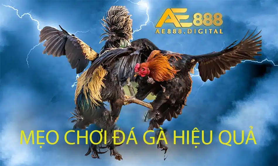 một số Mẹo chơi đá gà AE888 hiệu quả