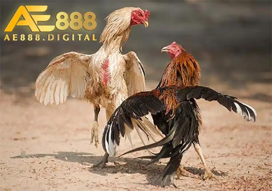 cách Nuôi dưỡng gà đá hiệu quả ae888